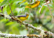 Slate-throated Redstart