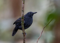 Slaty Antwren