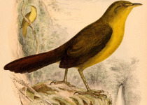 Slaty-backed Forest Falcon