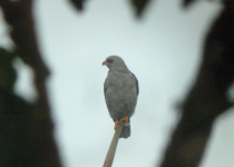 Slaty-backed Forest Falcon