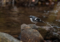 Slaty-backed Forktail
