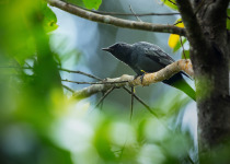Slaty-backed Thrush