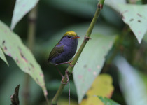 Slaty-bellied Tesia