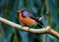 Slaty-blue Flycatcher
