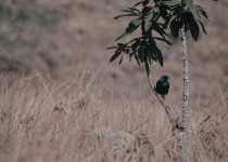 Slaty-blue Flycatcher