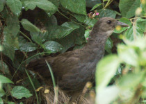 Slaty-breasted Rail