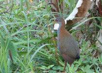 Slaty-breasted Wood Rail