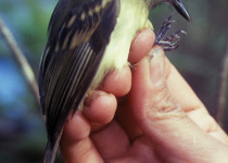 Slaty-capped Flycatcher