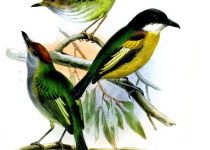 Slaty-capped Flycatcher