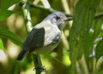 Slaty-capped Flycatcher