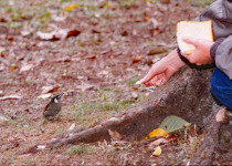 Slaty-chinned Honeyeater