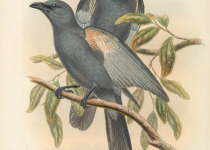 Slaty Cuckooshrike