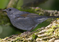 Slaty Finch