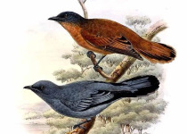 Slaty-headed Parakeet