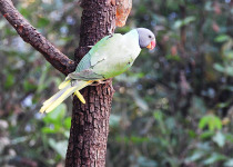Slaty-headed Parakeet