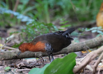 Slaty-legged Crake