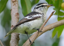 Slaty-mantled Monarch