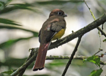 Slaty-tailed Trogon