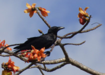 Slender-billed Crow