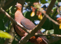 Slender-billed Cuckoo-Dove