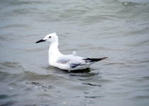 Slender-billed gull