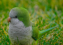 Slender-billed Parakeet
