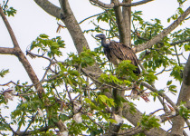 Slender-billed Vulture