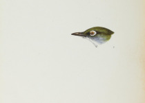 Slender-billed White-eye