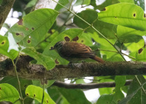 Slender-billed Xenops