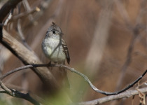 Slender Sheartail