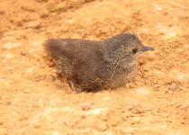 Small-billed Tinamou