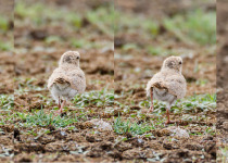 Small Pratincole