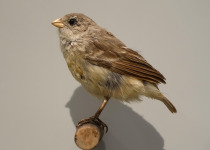Small Tree Finch