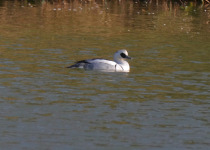 Smew