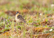 Smith's Longspur