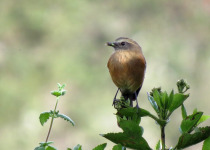 Smoky Bush-Tyrant