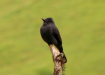 Smoky Pewee