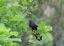 Smooth-billed Ani