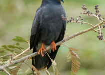 Snail Kite