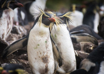 Snares crested penguin