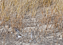 Snow Bunting