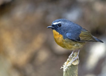 Snowy-browed Flycatcher