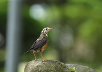 Snowy-browed Robin