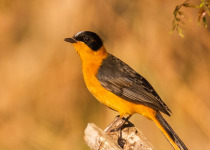 Snowy-crowned Robin-Chat