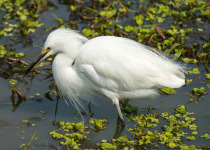 Snowy Egret