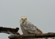 Snowy Owl