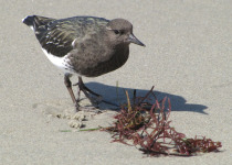 Snowy Plover