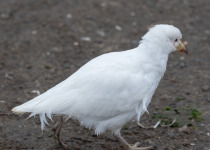 Snowy Sheathbill