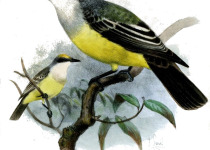 Snowy-throated Kingbird