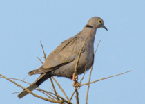 Socotra Collared Dove